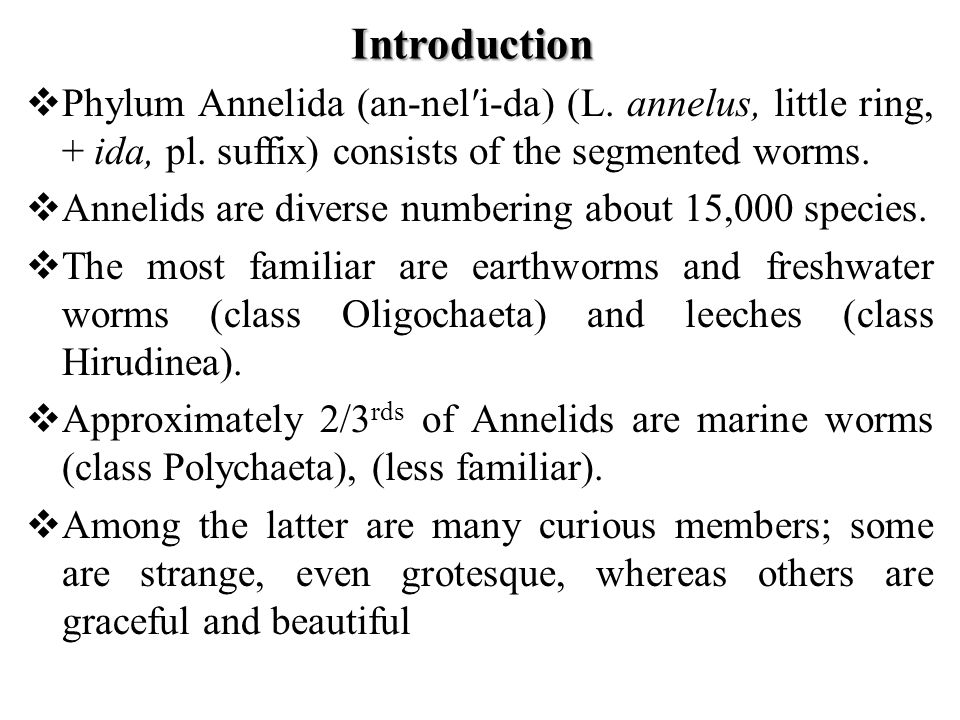 write an essay on classification of phylum annelida